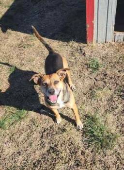 Rescue Cardigan Welsh Corgi and Shepherd Dogs for Adoption in Justin, Texas - *Melly | PetCurious