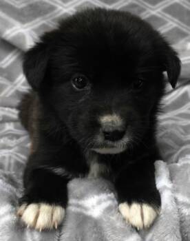 Meadow -  Shepherd Dog Available for Adoption in Thief River Falls, Minnesota - Meadow | PetCurious