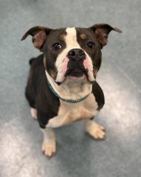 Cleo -  Pit Bull Terrier Dog for Adoption in Richmond, Virginia - Cleo | PetCurious