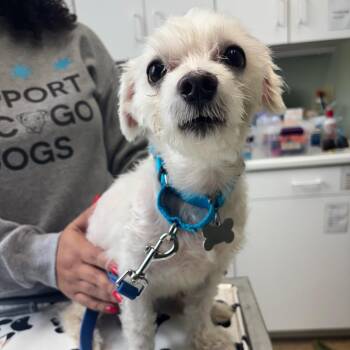 Tobe -  Maltese Dog for Adoption in Skokie, Illinois - Tobe | PetCurious