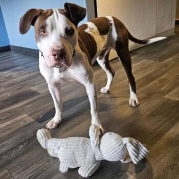 Mixed Breed Dogs Available for Adoption in Merriam, Kansas - Drew | PetCurious