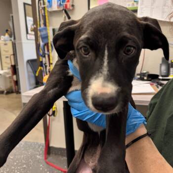 Will -  Mixed Breed Dog for Adoption in Columbiana, Alabama - Will | PetCurious