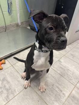 Boxer and American Staffordshire Terrier Dogs Available for Adoption in Grand Prairie, Texas - REMI | PetCurious
