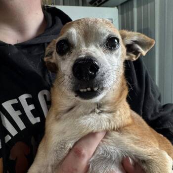 Rescue Chihuahua Dogs for Adoption in Enfield, New Hampshire - Popeye | PetCurious