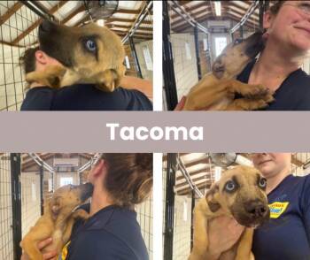 Tacoma -  Labrador Retriever Dog for Adoption in The Woodlands, Texas - Tacoma | PetCurious