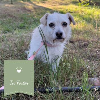Fruitcake -  Terrier Dog for Adoption in St. Augustine, Florida - Fruitcake | PetCurious