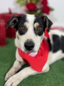 Jack Russell Terrier and Labrador Retriever Dogs Available for Adoption - Charly | PetCurious