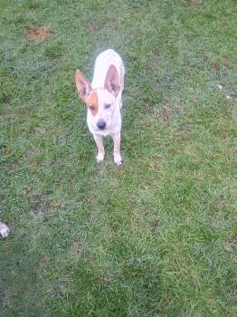 Buzz Lightyear -  Rat Terrier Dog for Adoption in Pine Bluff, Arkansas - Buzz Lightyear | PetCurious