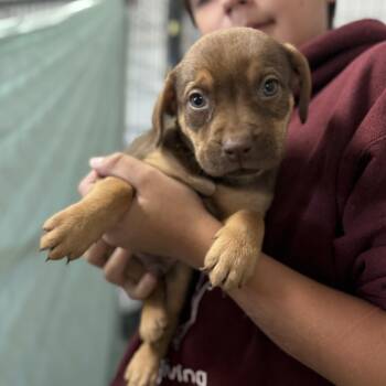 Hound Dogs Available for Adoption - Kookaburra | PetCurious