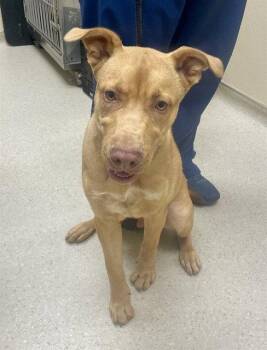CHEWBARKER -  Staffordshire Bull Terrier Dog for Adoption in Clyde, North Carolina - CHEWBARKER | PetCurious