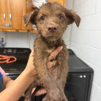 Gopher -  Australian Cattle Dog Blue Heeler Dog for Adoption in Evensville, Tennessee - Gopher | PetCurious