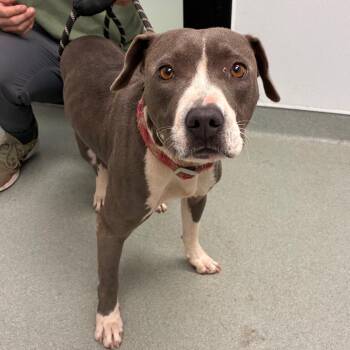 Harmony -  Terrier Dog for Adoption in Abilene, Texas - Harmony | PetCurious