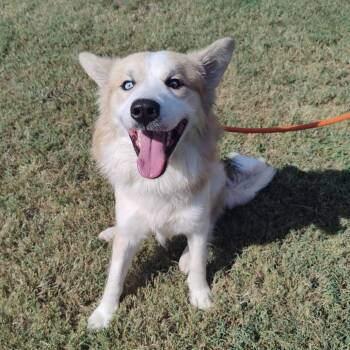 Lucky Charms -  Mixed Breed Dog for Adoption in Chattanooga, Tennessee - Lucky Charms | PetCurious
