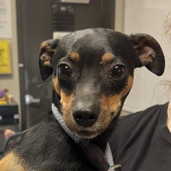 Miniature Pinscher Dogs Available for Adoption in Yuma, Arizona - Mario | PetCurious
