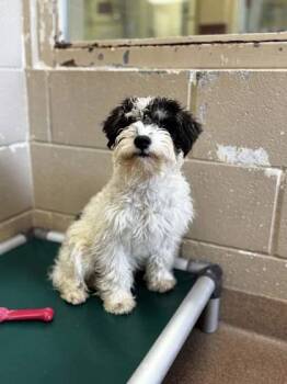 Cookie -  Schnauzer and Mixed Breed Dog for Adoption in Kalispell, Montana - Cookie | PetCurious