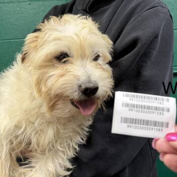 Jack Russell Terrier Dogs Available for Adoption in Blue Springs, Missouri - Wiggle | PetCurious