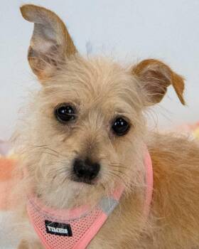 Norma -  Terrier and Chihuahua Dog for Adoption in Kennesaw, Georgia - Norma | PetCurious