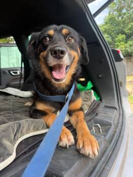 Oso -  Beagle and Labrador Retriever Dog for Adoption in Ramona, California - Oso | PetCurious