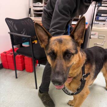 German Shepherd Dog Dogs Available for Adoption in Philadelphia, Pennsylvania - Cowboy | PetCurious