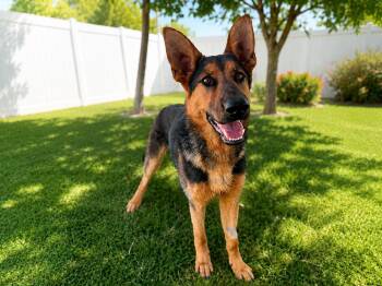 Kiwi -  German Shepherd Dog Dog for Adoption in Newport Beach, California - Kiwi | PetCurious