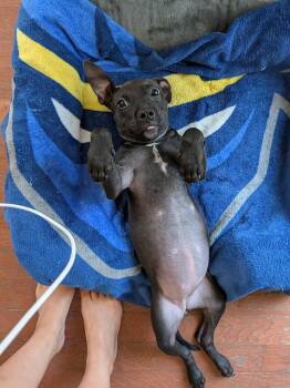Elsa -  Pit Bull Terrier Dog for Adoption in Sanford, North Carolina - Elsa | PetCurious