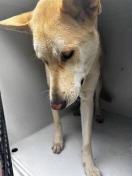 Carolina Dog and Mixed Breed Dogs Available for Adoption in Houston, Texas - A655740 | PetCurious