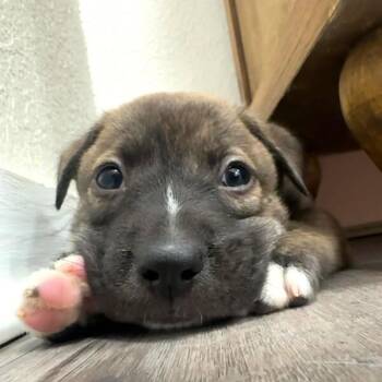Pit Bull Terrier and Labrador Retriever Dogs Available for Adoption in Friendswood, Texas - Louie April Showers  | PetCurious