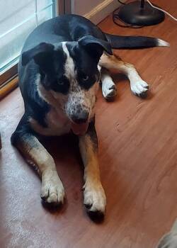 Blue -  Shepherd Dog for Adoption in Oswego, Illinois - Blue | PetCurious