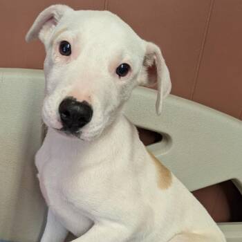Chip -  Labrador Retriever and Mixed Breed Dog for Adoption in Nashville, Tennessee - Chip | PetCurious