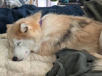 Aurora -  Pomeranian and Siberian Husky Dog Available for Adoption - Aurora | PetCurious