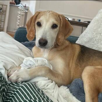 Mixed Breed Dogs Available for Adoption - Aragog Webb | PetCurious