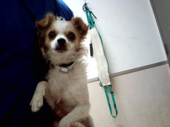 COSTCO -  Terrier and Mixed Breed Dog for Adoption in Martinez, California - COSTCO | PetCurious