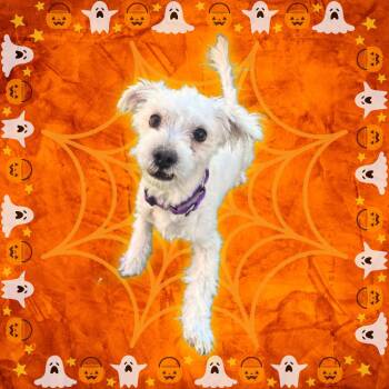 Scout -  Miniature Schnauzer and Maltese Dog for Adoption in Tempe, Arizona - Scout | PetCurious