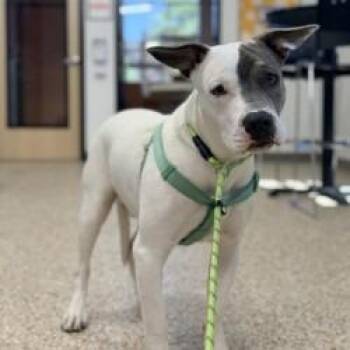 Chance -  American Staffordshire Terrier and Mixed Breed Dog for Adoption in Bullhead City, Arizona - Chance | PetCurious
