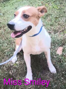 Rescue Beagle Dogs for Adoption in Ashville, Ohio - Miss Smiley | PetCurious