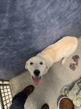 FIR -  Great Pyrenees Dog for Adoption in Loveland, Colorado - FIR | PetCurious