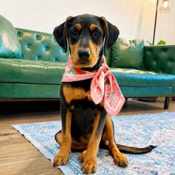 Iggie Good as GOLD -  Labrador Retriever and Shepherd Dog for Adoption in Friendswood, Texas - Iggie Good As GOLD | PetCurious