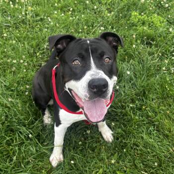 Rocky -  Terrier Dog for Adoption in Mineral Point, Wisconsin - Rocky | PetCurious