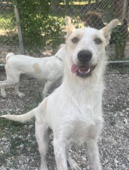 Oat -  Mixed Breed Dog for Adoption in Boyne City, Michigan - Oat | PetCurious
