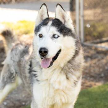 Siberian Husky Dogs Available for Adoption in Pasadena, California - Mason | PetCurious