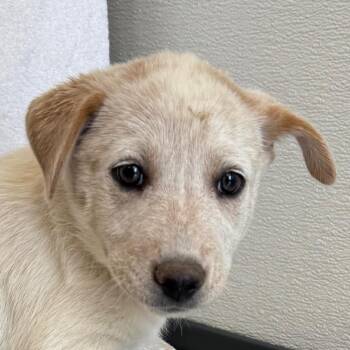 Flora -  Mixed Breed Dog for Adoption in Las Cruces, New Mexico - Flora | PetCurious
