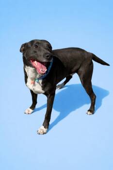 Black Labrador Retriever and American Staffordshire Terrier Dogs Available for Adoption in Scottsville, Kentucky - Jedd | PetCurious