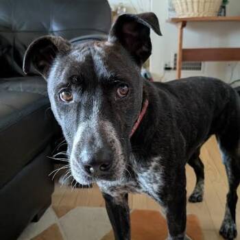 Rescue Mixed Breed Dogs for Adoption in Madison, Wisconsin - Bouncer | PetCurious