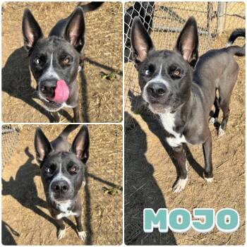 Rescue Husky and Shepherd Dogs for Adoption in Pierceton, Indiana - Mojo | PetCurious