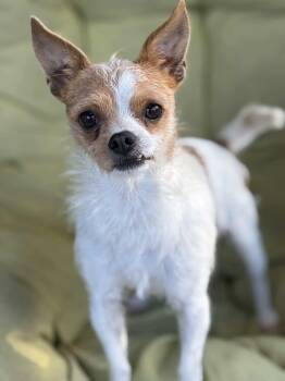 Wire Fox Terrier and Chihuahua Dogs Available for Adoption - Rooster *Arriving 2/7* | PetCurious