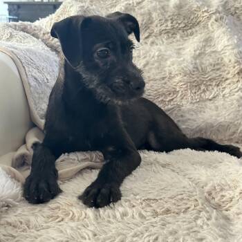 Phoebe -  Terrier Dog for Adoption in San Antonio, Texas - Phoebe | PetCurious