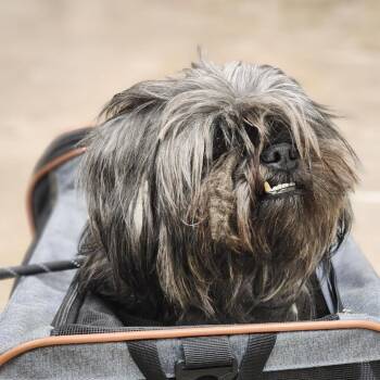 Soy Sauce -  Shih Tzu Dog for Adoption in York, Pennsylvania - Soy Sauce | PetCurious