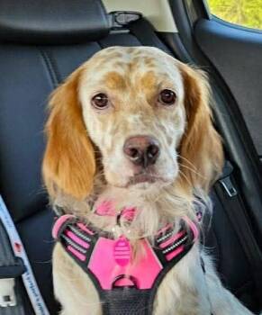 English Setter Dogs Available for Adoption - Peggy | PetCurious