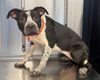 Pit Bull Terrier and Australian Cattle Dog Blue Heeler Dogs Available for Adoption in Minneapolis, Minnesota - MOXIE | PetCurious