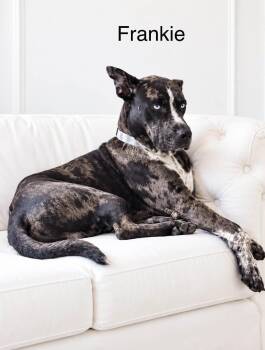 Frankie -  Catahoula Leopard Dog and Siberian Husky Dog for Adoption in Lucas, Texas - Frankie | PetCurious